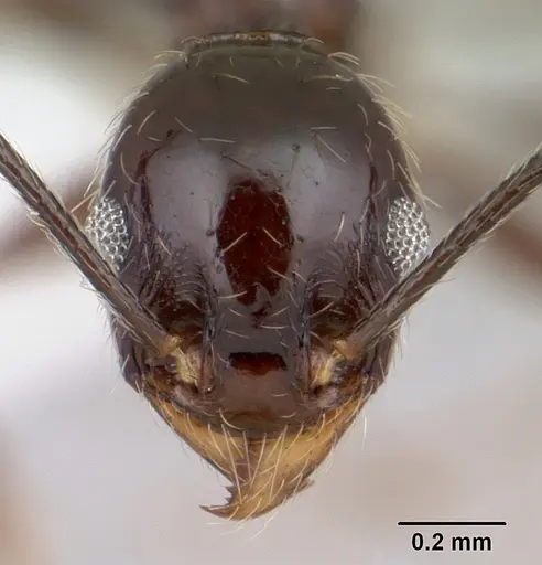 Pheidole susannae - CASENT0178040