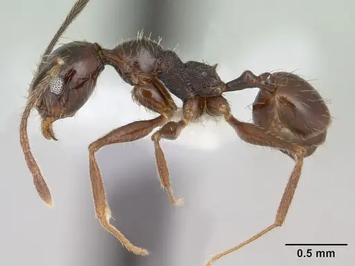 Pheidole susannae - CASENT0178040
