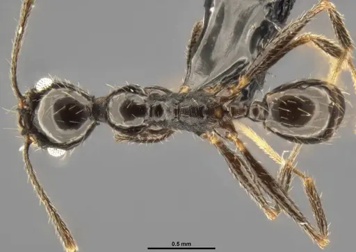 Pheidole susannae - CASENT0282692