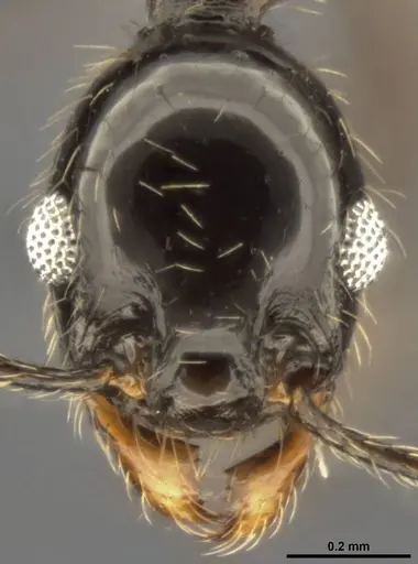 Pheidole susannae - CASENT0282692