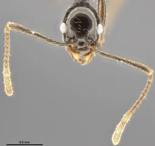 Pheidole susannae - CASENT0282692