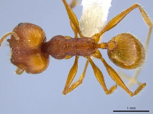 Pheidole susannae - CASENT0633455