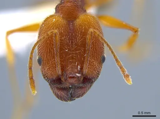 Pheidole susannae - CASENT0633455