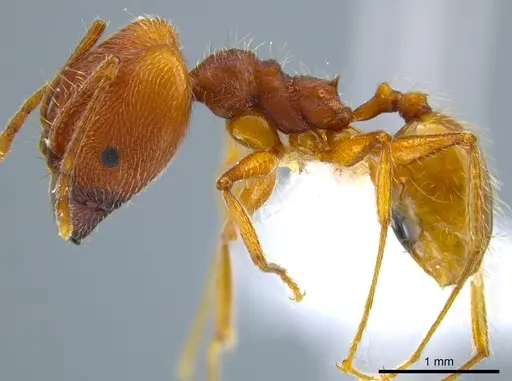 Pheidole susannae - CASENT0633455