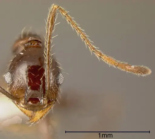 Pheidole susannae - CASENT0635534