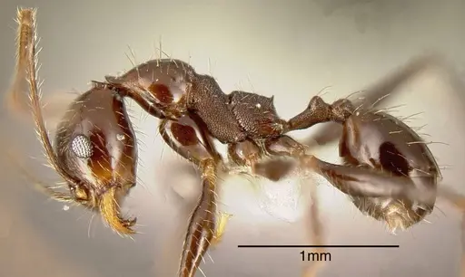 Pheidole susannae - CASENT0635534