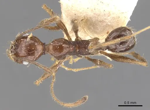 Pheidole susannae - CASENT0901591