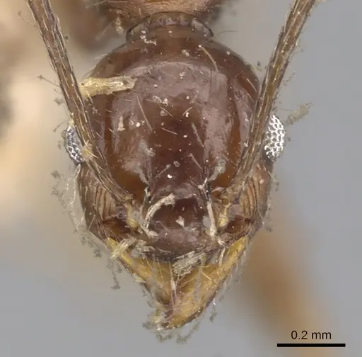 Pheidole susannae - CASENT0901591