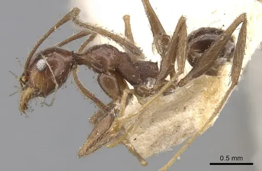 Pheidole susannae - CASENT0901591
