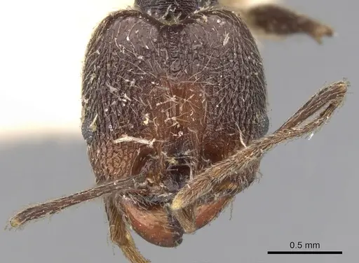 Pheidole susannae - CASENT0901592