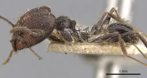 Pheidole susannae - CASENT0901592