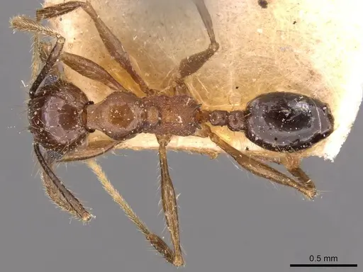 Pheidole susannae - CASENT0908123