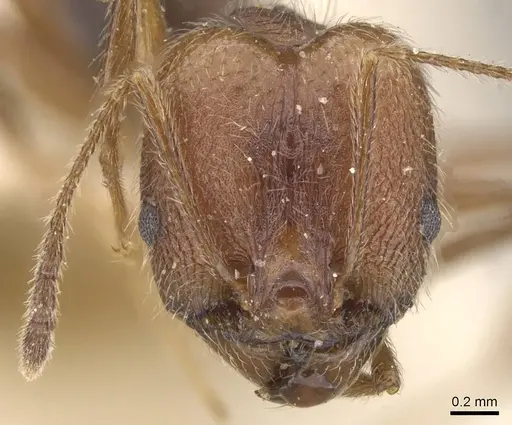Pheidole susannae - CASENT0913456