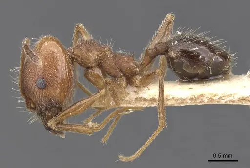 Pheidole susannae - CASENT0913456
