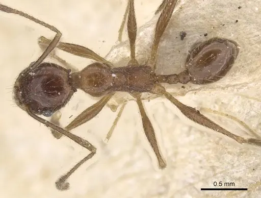 Pheidole susannae - CASENT0913457