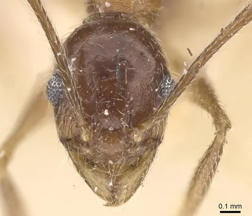 Pheidole susannae - CASENT0913457