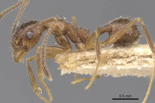 Pheidole susannae - CASENT0913457