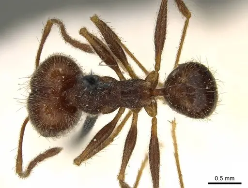 Pheidole susannae - CASENT0916067