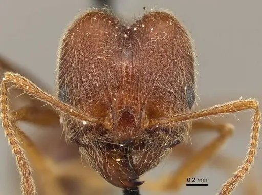 Pheidole susannae - CASENT0916067