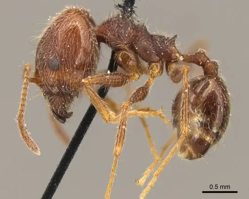 Pheidole susannae - CASENT0916067