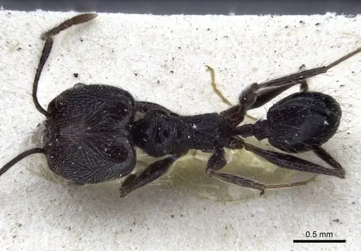 Pheidole susannae - CASENT0916621