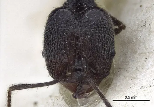 Pheidole susannae - CASENT0916621