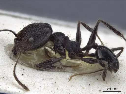 Pheidole susannae - CASENT0916621