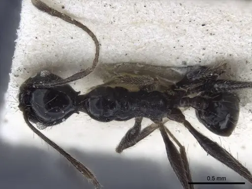 Pheidole susannae - CASENT0916622