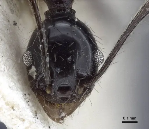 Pheidole susannae - CASENT0916622