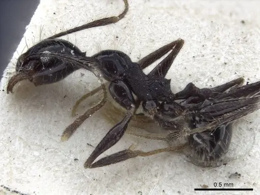 Pheidole susannae - CASENT0916622