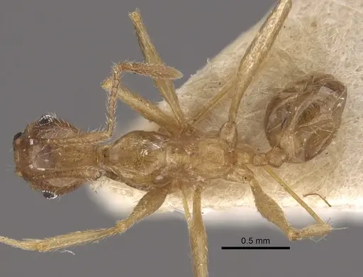 Pheidole susannae - CASENT0917788