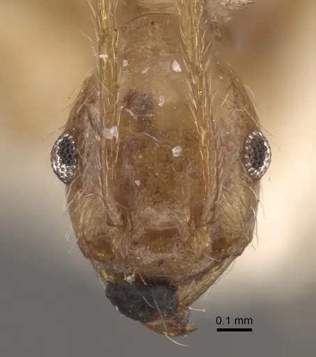 Pheidole susannae - CASENT0917788