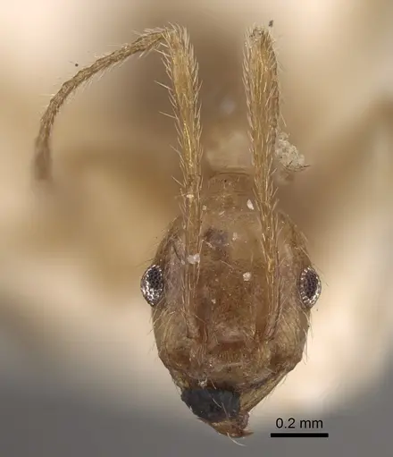 Pheidole susannae - CASENT0917788