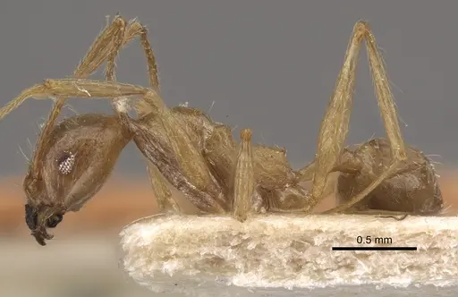 Pheidole susannae - CASENT0917788