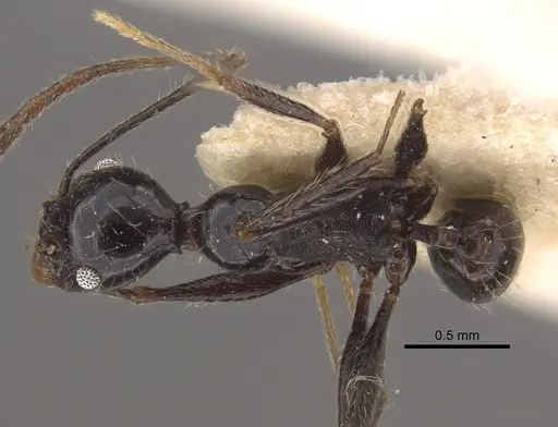 Pheidole susannae - CASENT0917789