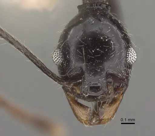 Pheidole susannae - CASENT0917789