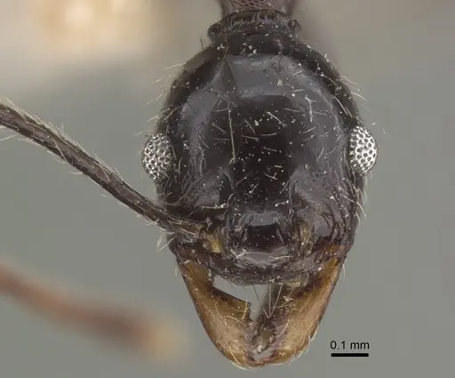 Pheidole susannae - CASENT0917789