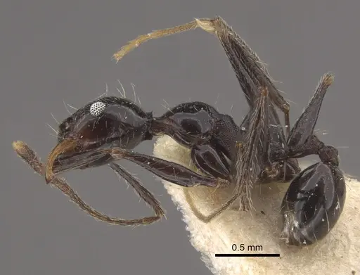 Pheidole susannae - CASENT0917789