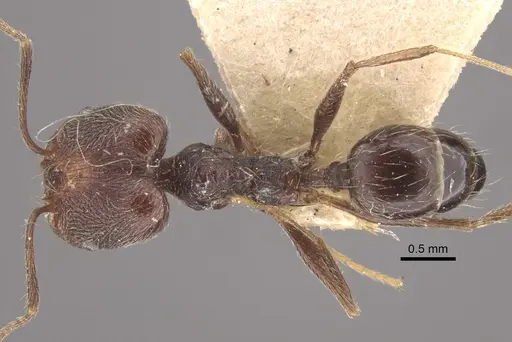 Pheidole susannae - CASENT0917790