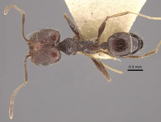 Pheidole susannae - CASENT0917790
