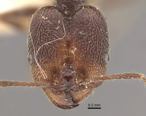 Pheidole susannae - CASENT0917790