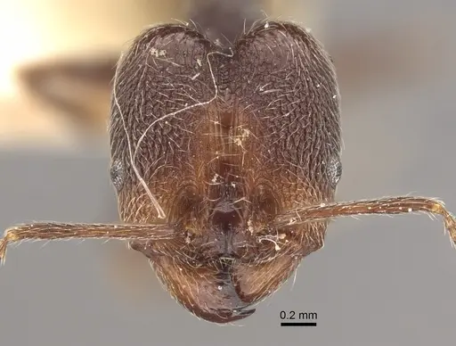 Pheidole susannae - CASENT0917790