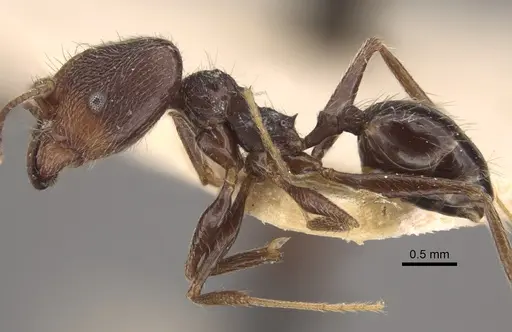 Pheidole susannae - CASENT0917790