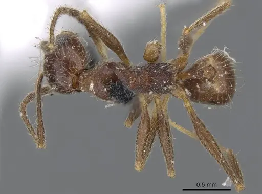 Pheidole susannae - CASENT0919784