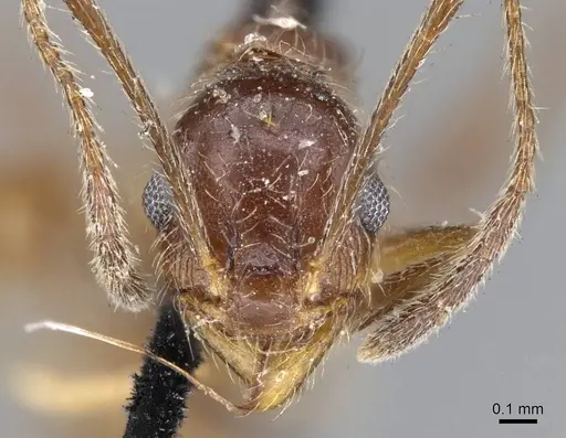 Pheidole susannae - CASENT0919784
