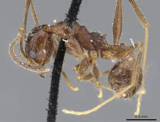 Pheidole susannae - CASENT0919784
