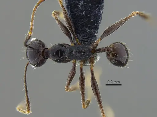 Pheidole susannae - CBUMAGENT42022