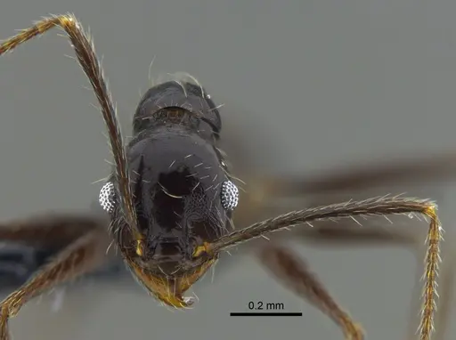 Pheidole susannae - CBUMAGENT42022