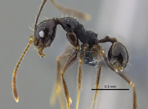 Pheidole susannae - CBUMAGENT42022
