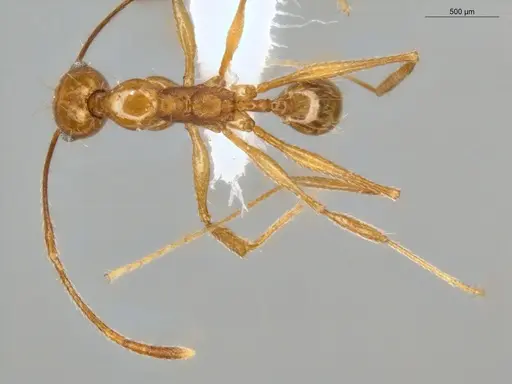 Pheidole susannae - ECOFOG-MI15-0092-25